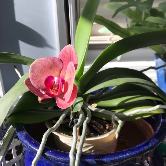 Meet your Posher, Audrey - Picture 2 of 13